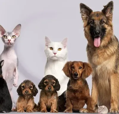 All Creatures Veterinary Center
