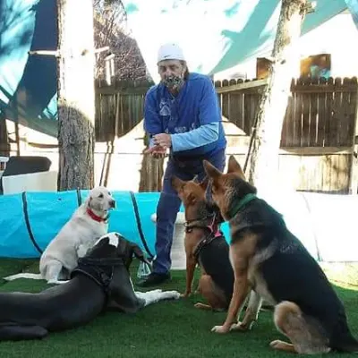 Ronnie The Dog Trainer