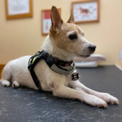 Affordable Pet Care