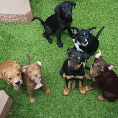 Little Rascals Rescue