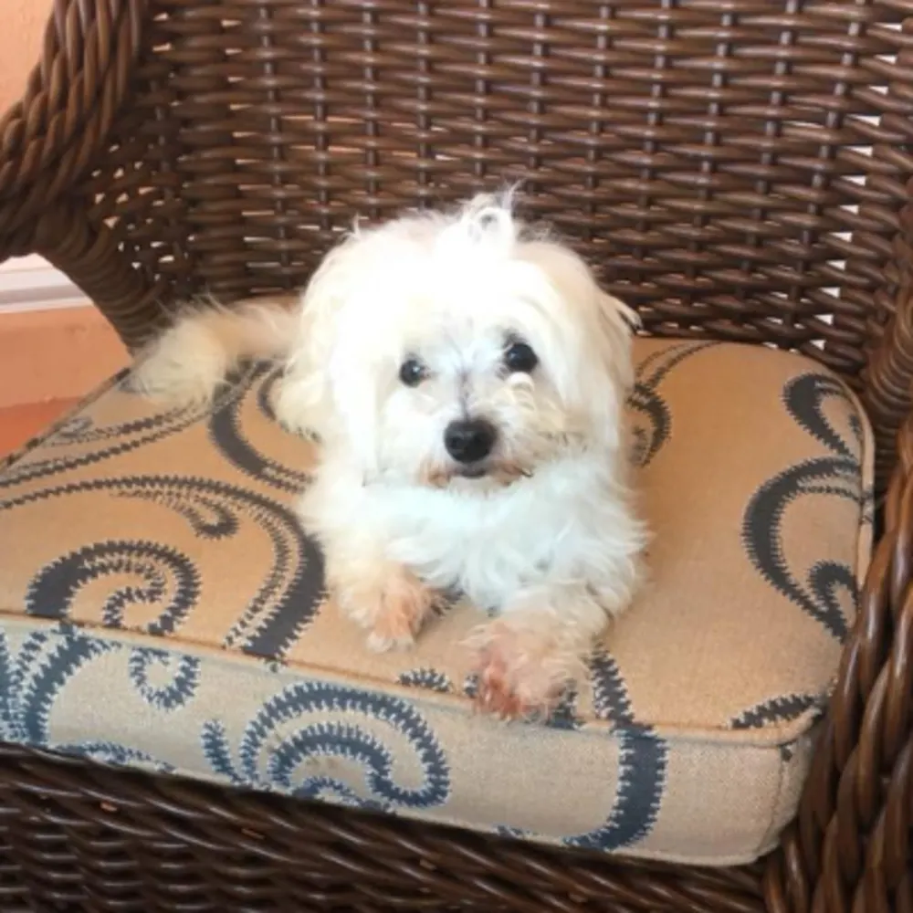 Mitytails Pet Services
