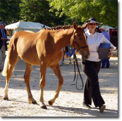 Tully Cross Farm Llc