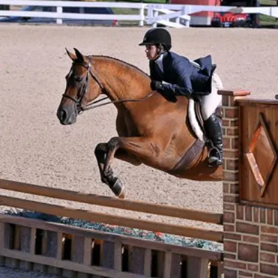 Eloquence Sport Horses