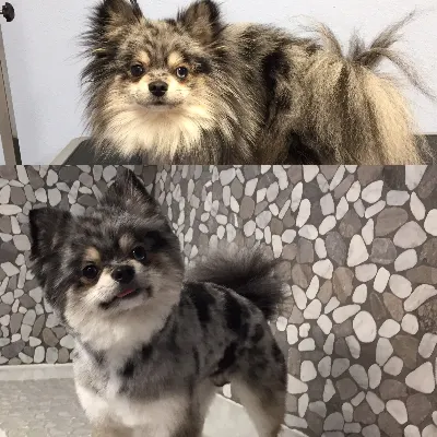 A.ford Pet Styles