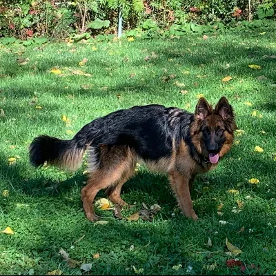 Saving Grace K9s