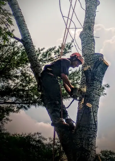 Stumpys Landscaping & Tree Service 