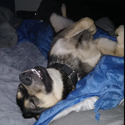 K9 Daycare Llc