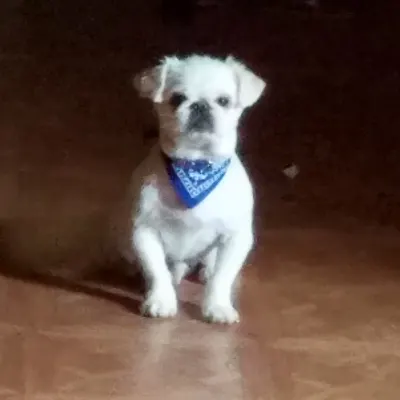 Peewee Grooming