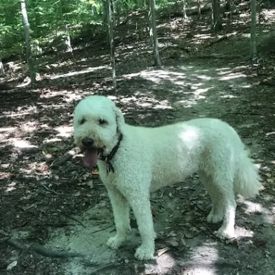 Walk The Doggy