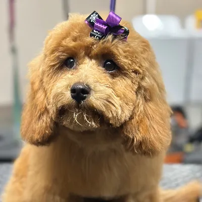 Aviance Pet Grooming 