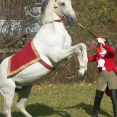 Carol Popp Classical Dressage