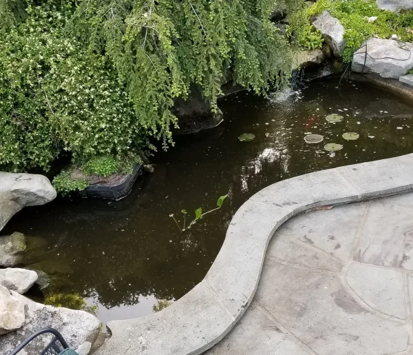 Pond Maintenance 