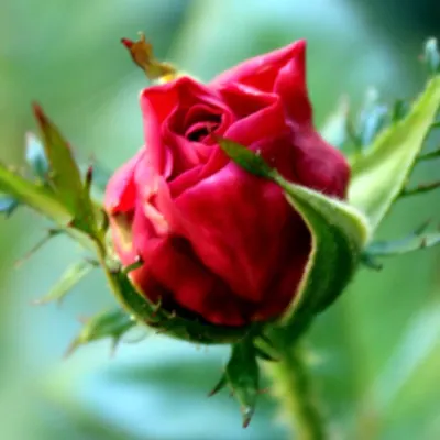 Bed Of Roses Photography