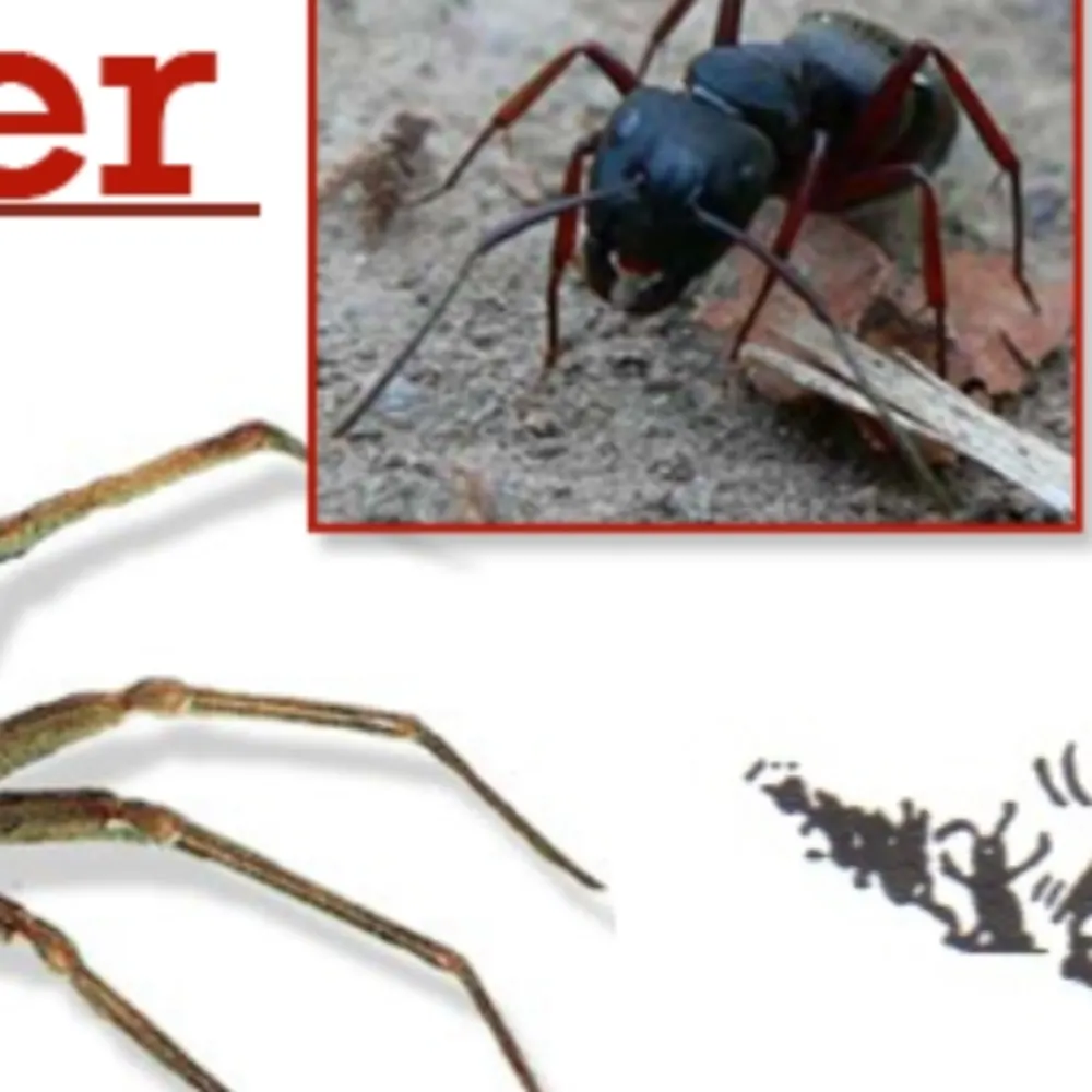 Pied Piper Pest Control Inc
