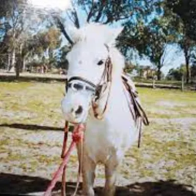 Swan View Equestrian Center