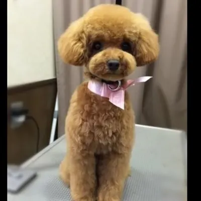 GENTLE PAWS PET GROOMING