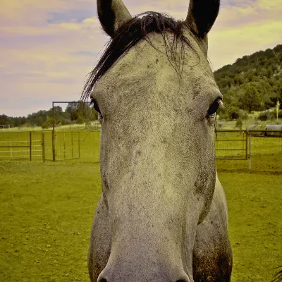 Native Flow Yoga And Equine Therapeutic Trainer