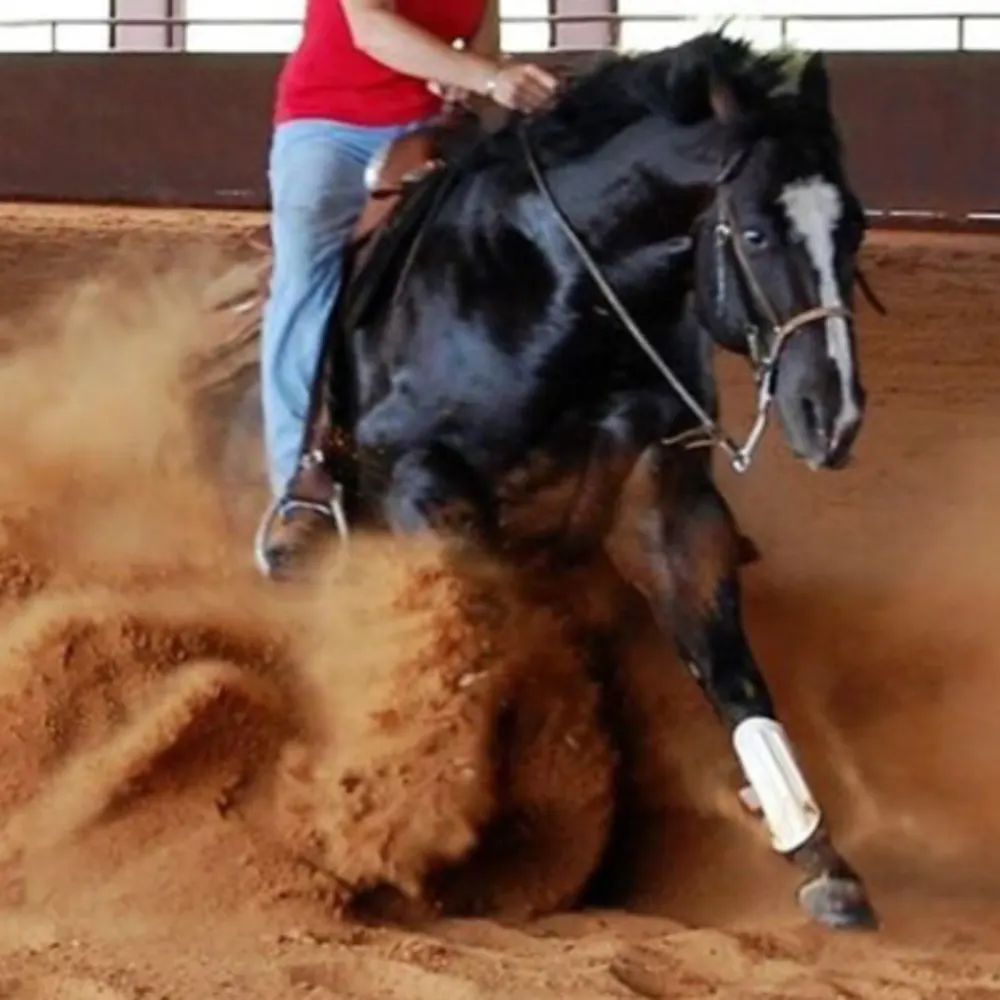 Kiwi Performance Horses