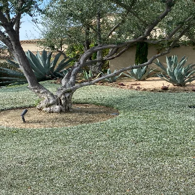 Ramiro Gonzalez LANDSCAPING DEMO