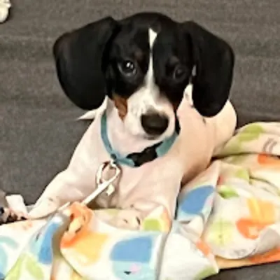 Seward Animal Hospital