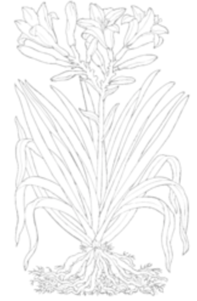 Plant Specialists