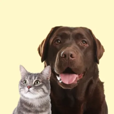 American Veterinary Hospital