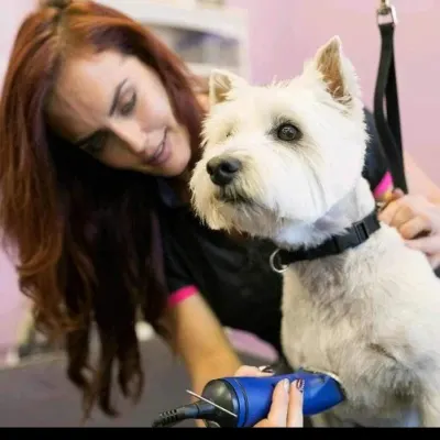 SpecialTys Mobile Pet Grooming