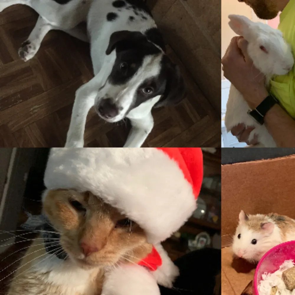 B’s-Pet Care Services