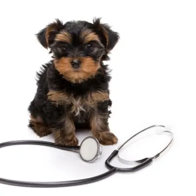 Agoura Hills Animal Hospital