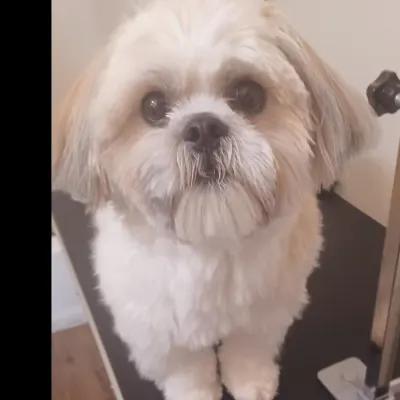 Halo's Love Pet Grooming & Dog Training