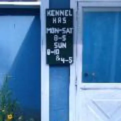 Cat boarding facilities near me hotsell