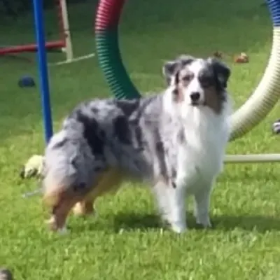 File:Blue Merle Border Collie. Female.jpg - Wikipedia