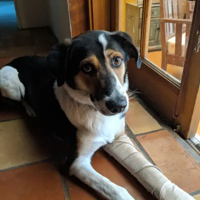 Taos Veterinary Clinic PC