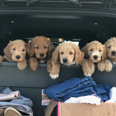 Custom K9