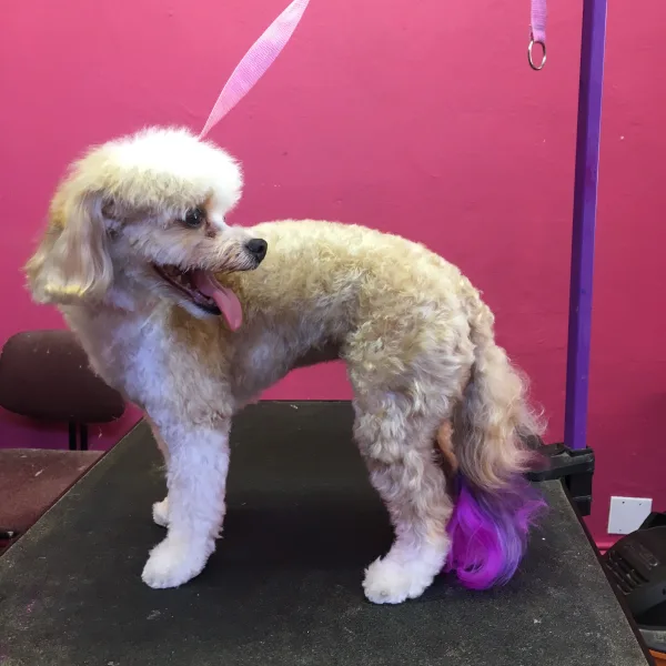Desiree's pink poodle grooming sale