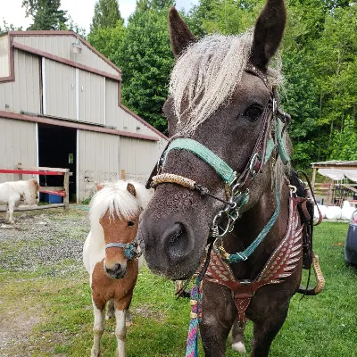 Horse Farm