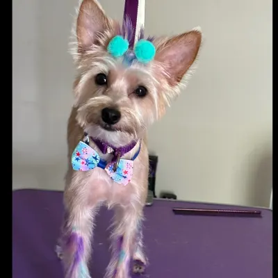 Colorful Cuts Dog Grooming 