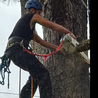 JD's Tree Service 
