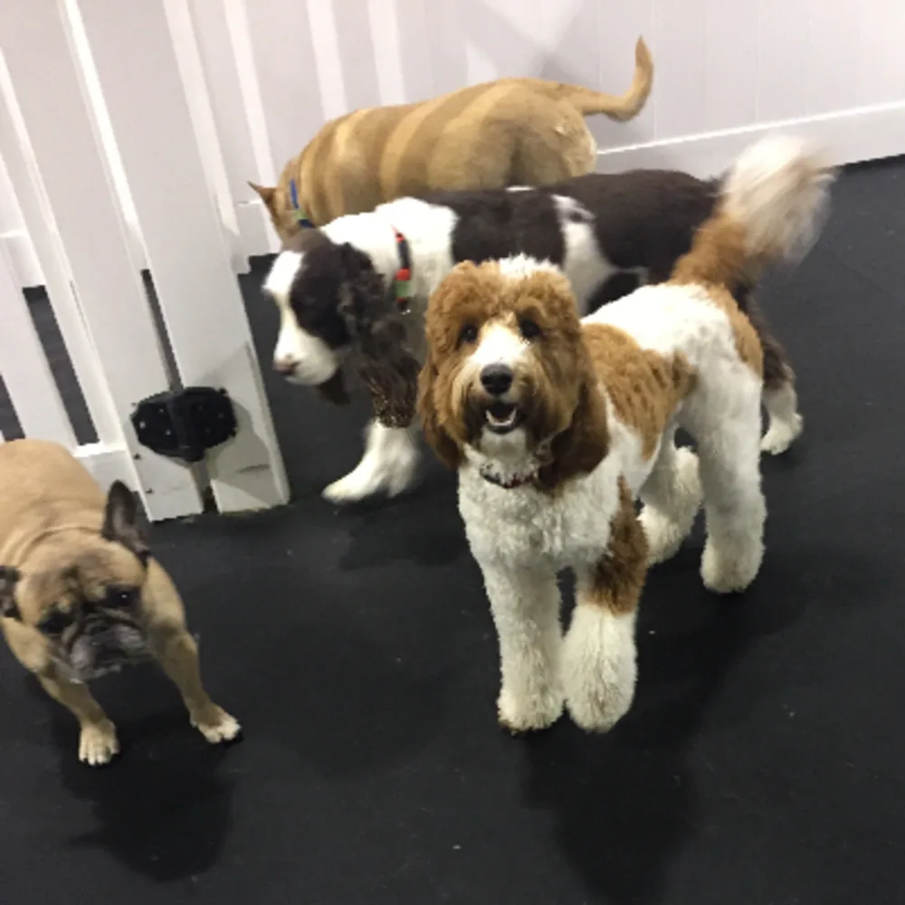 Whole Dogz
