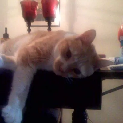 Pam's Petsitting