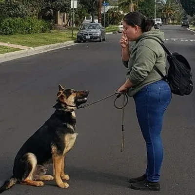 Persistent Paws Dog Training