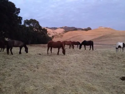 Pereira Ranch