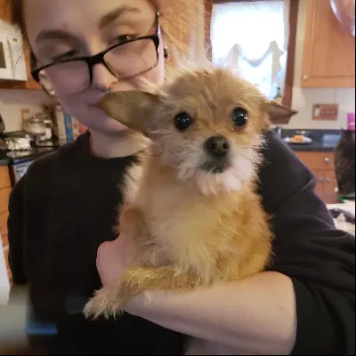 Furbaby Grooming