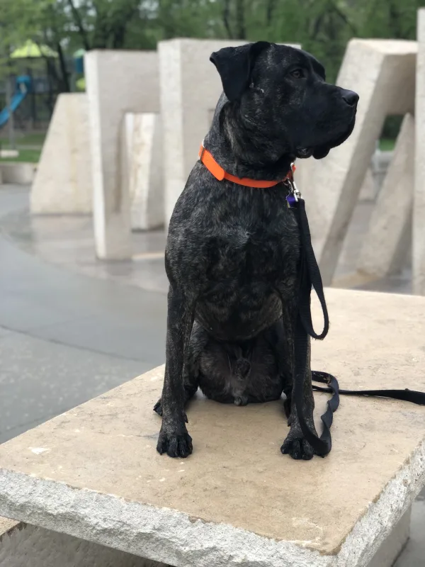 My personal pooch, Alfie