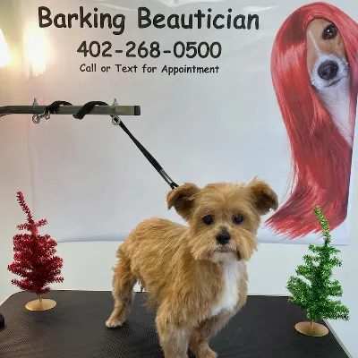 Barking Beautician