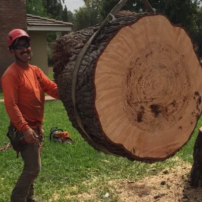 Harris And Sons Tree Specialists
