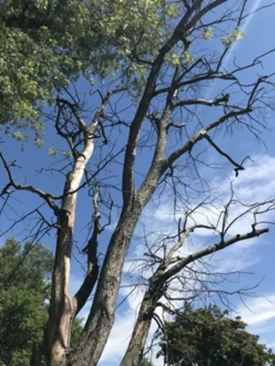 From The Top Down Tree Service, Inc.