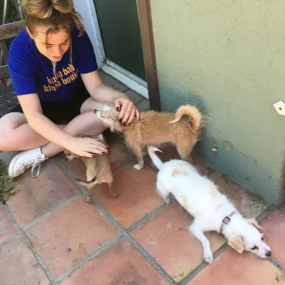 Pet Sitter And Walker