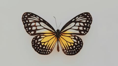 Substitution and transformation