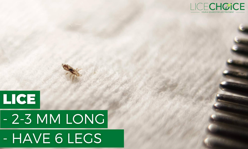 Lice vs. Dandruff